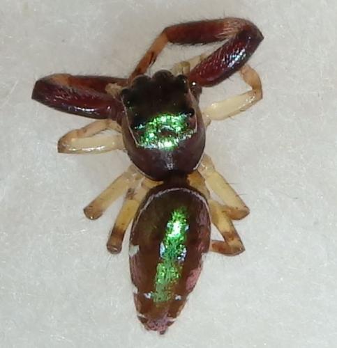 Lurio sp.